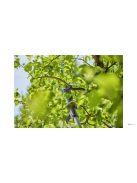 GARDENA HighCut 250/18V P4A teleszkópos akkumulátoros ágvágó olló akkumulátorral 14774-20